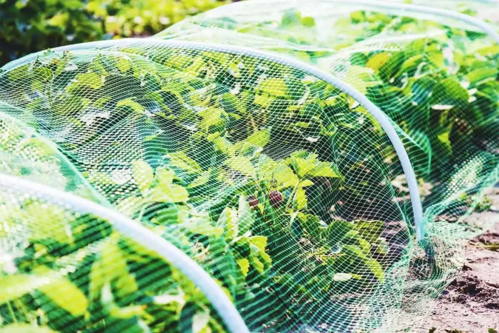 How to Protect Vegetable Plants During Summer Heatwave