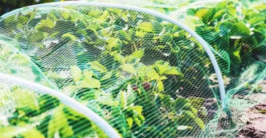 How to Protect Vegetable Plants During Summer Heatwave