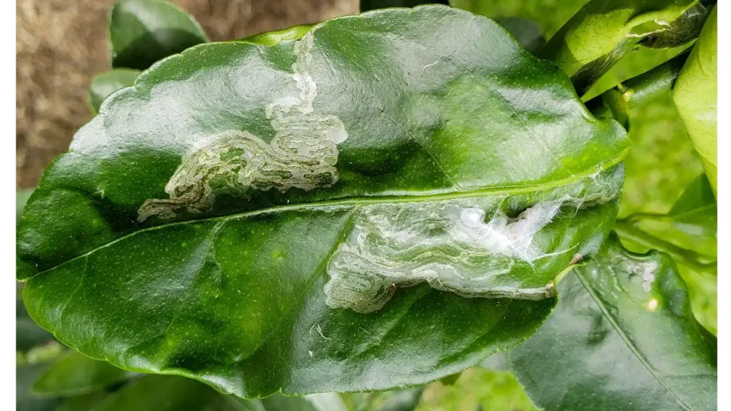 Natural Remedies for Leaf Miners on Herbs