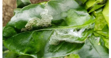 Natural Remedies for Leaf Miners on Herbs