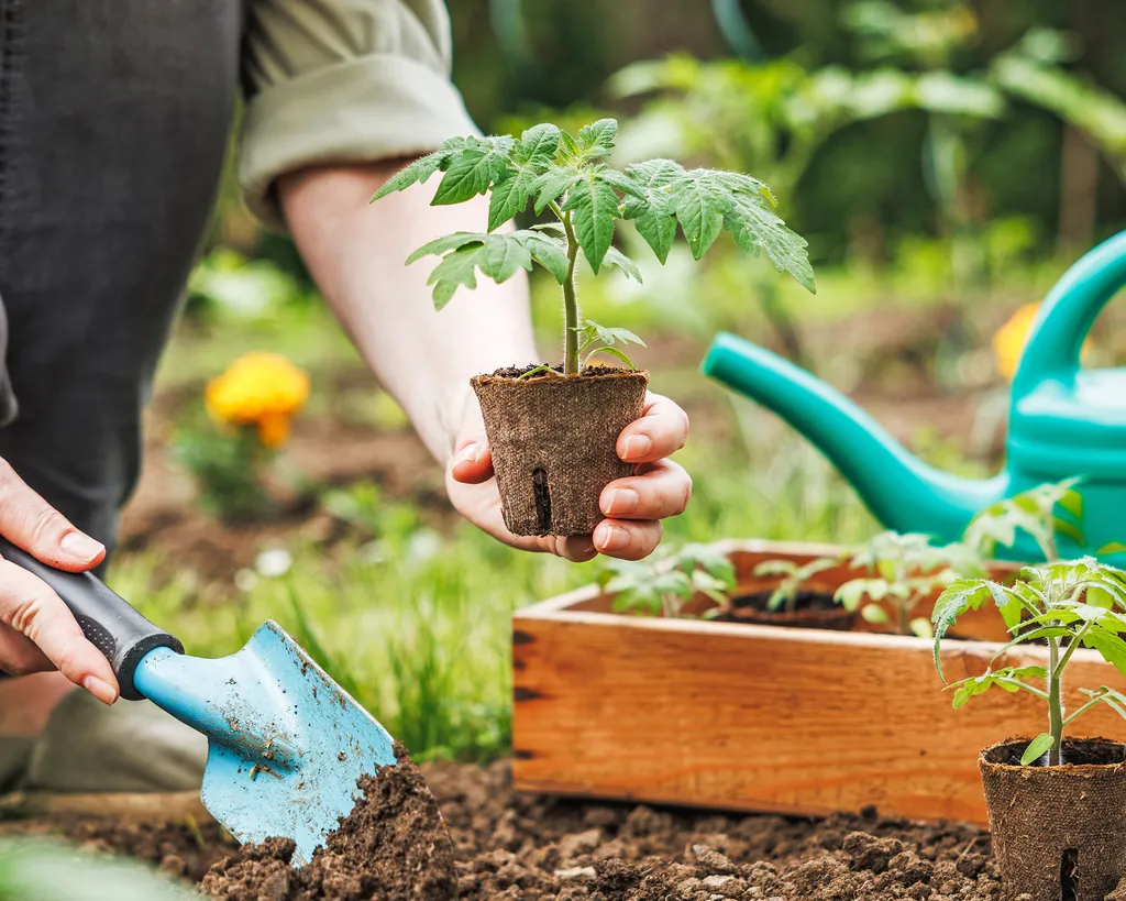 Planting Cherry Tomatoes Indoors
