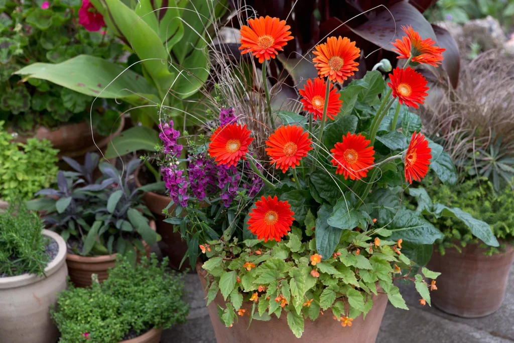 Summer Garden Containers