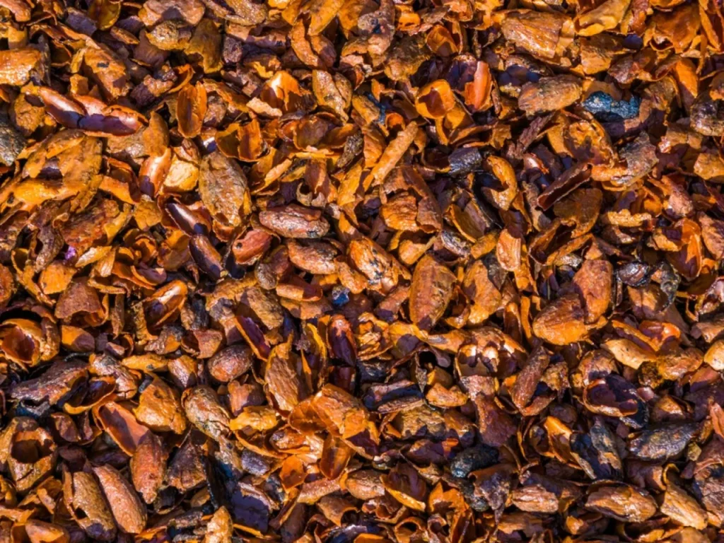 cocoa hull mulch