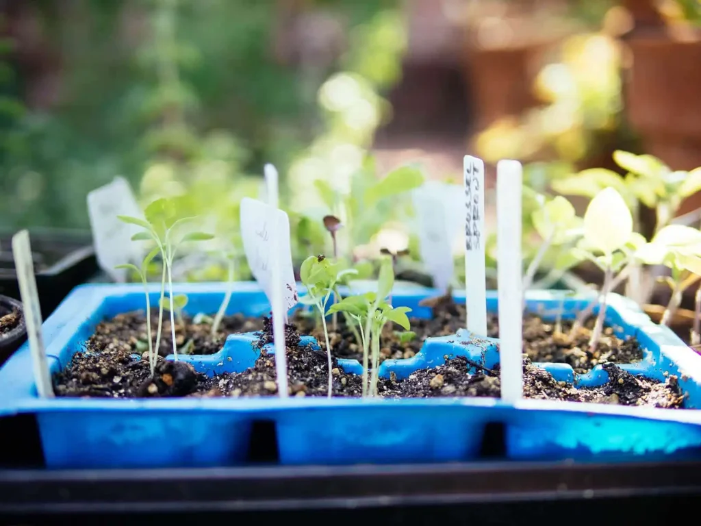 Acclimatizing Seedlings in Heat