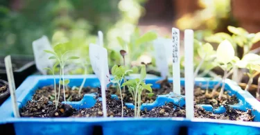 Acclimatizing Seedlings in Heat