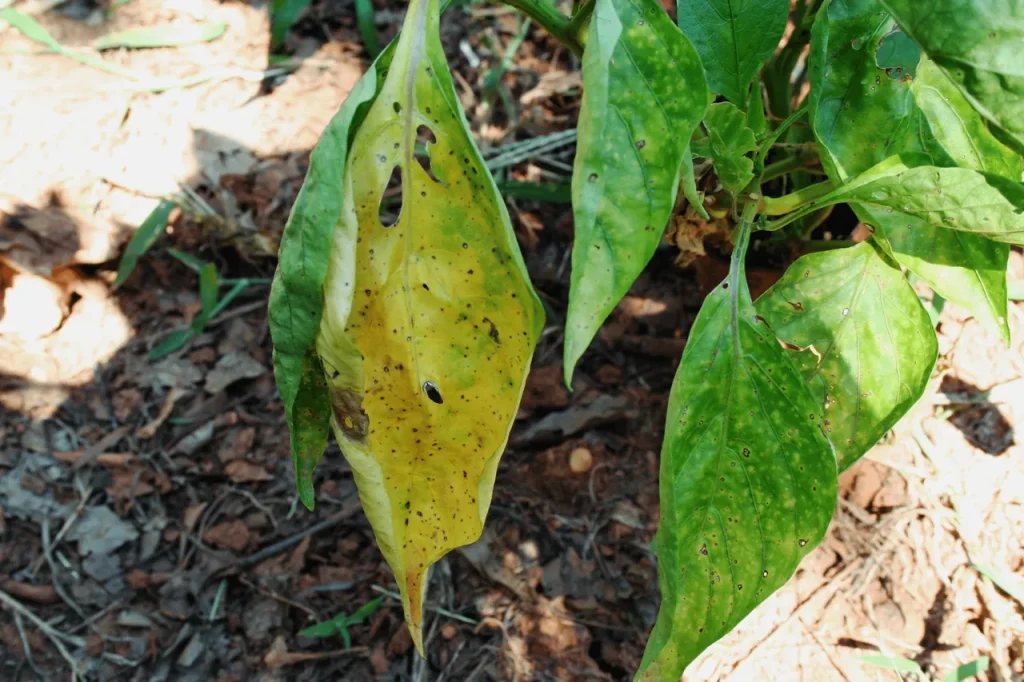 Diagnosis for Yellow Pepper Leaves