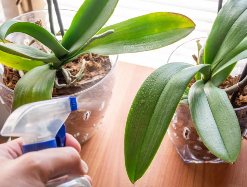Hydrogen Peroxide to save orchid
