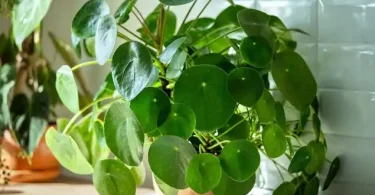 Money Plant Drooping