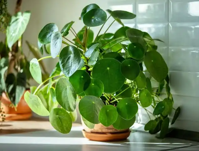 Money Plant Drooping