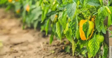 My Pepper Plant Leaves Turning Yellow