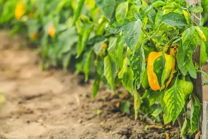 My Pepper Plant Leaves Turning Yellow