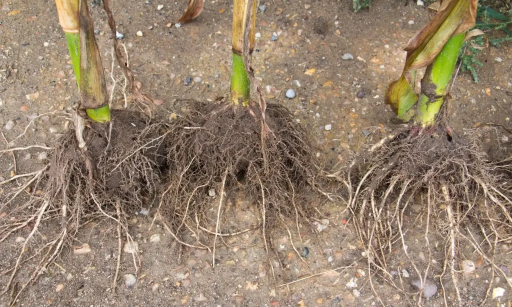 Mycorrhizal Fungi Application for Root Development