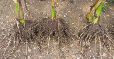 Mycorrhizal Fungi Application for Root Development