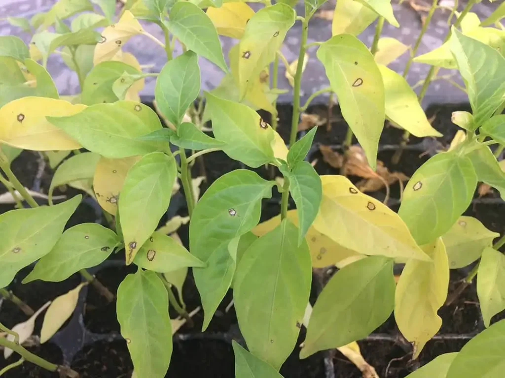 Nitrogen Deficiency in pepper plant