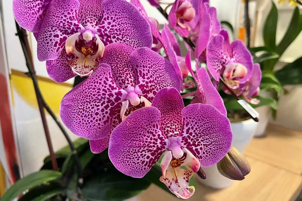 Orchid with Crown Rot