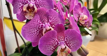 Orchid with Crown Rot