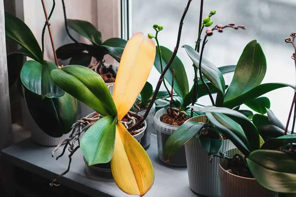 Orchid-with-Symptoms-of-Crown-Rot