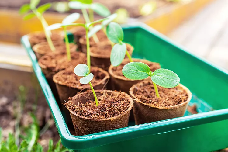 Safely Acclimatizing Seedlings to Heat