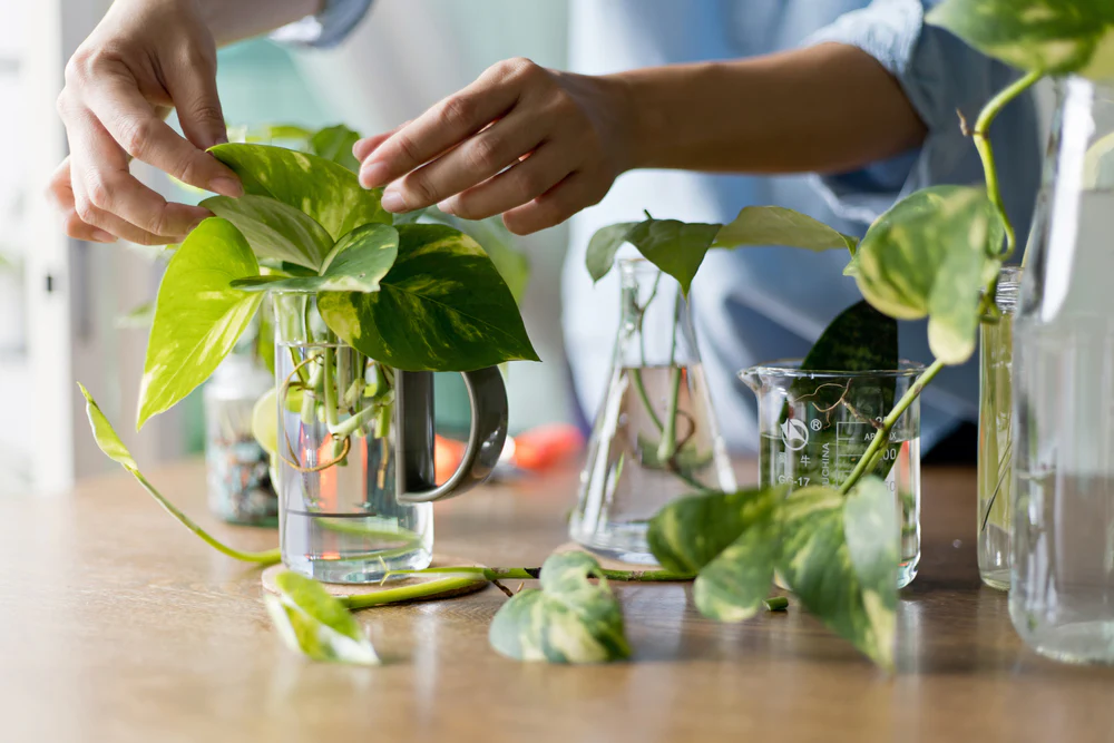 Water Correctly money plant
