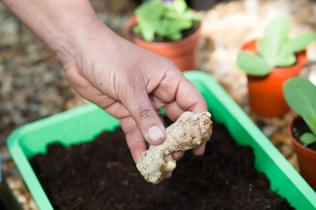 Ginger Plant Care Tips