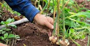 How Do I Grow Ginger Plants at Home