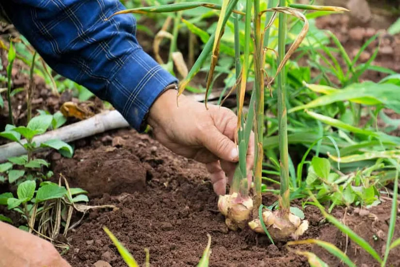 How Do I Grow Ginger Plants at Home