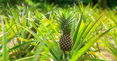 How to Grow a Pineapple Plant at Home