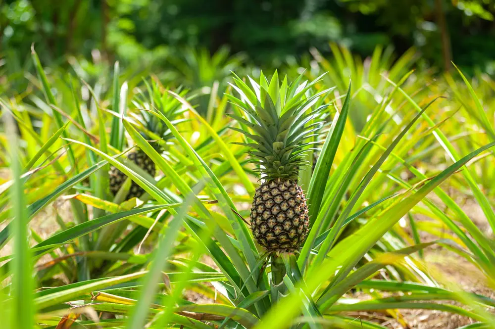 How to Grow a Pineapple Plant at Home
