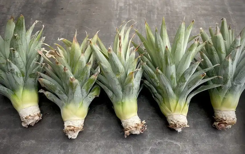 How to Grow a Pineapple Plant from the Top