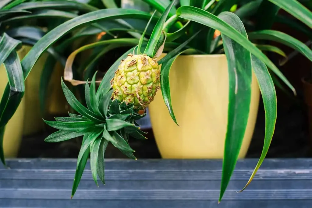 Pineapple Plant Care