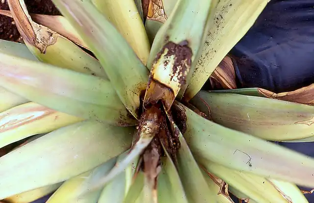 Troubleshooting Common Pineapple Plant Problems