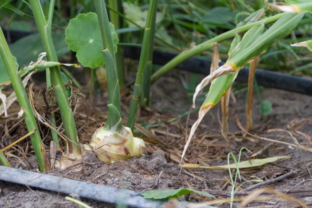 When and Where to Grow Ginger Plants
